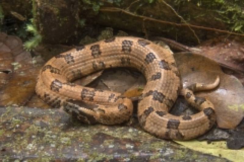 Asian Pitvipers - Breeding Experience & Wildlife